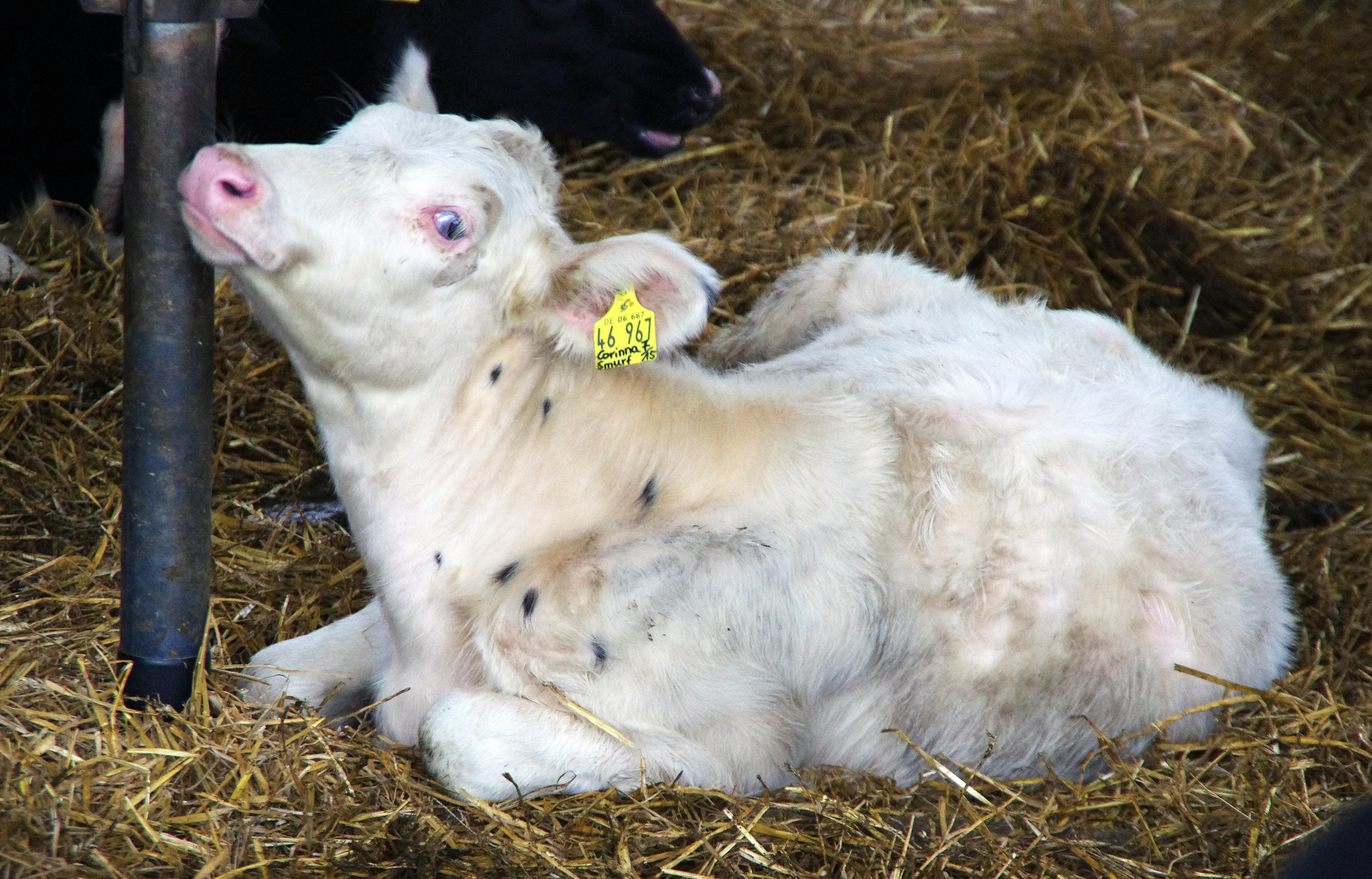 Mjólk er góð bæði fyrir kálfa og fólk!