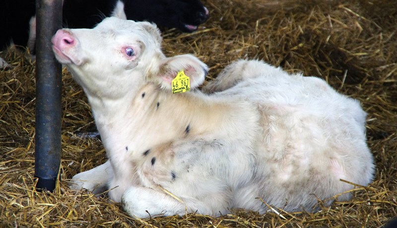 Mjólk er góð bæði fyrir kálfa og fólk!