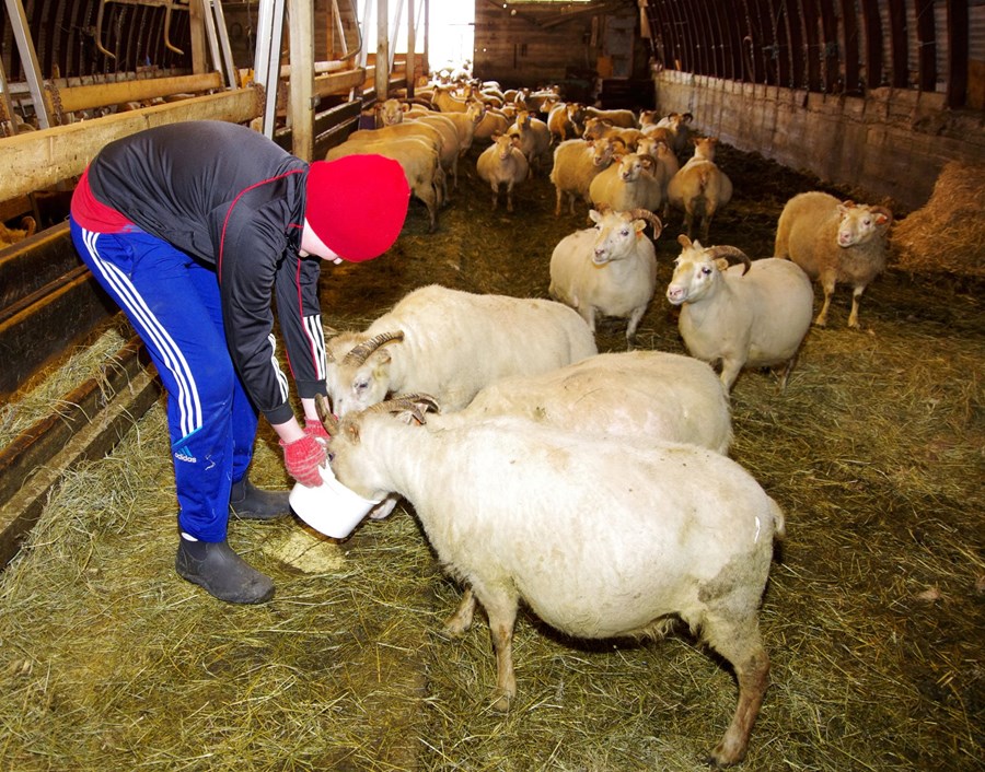 Þær fúlsuðu ekki við fóðurbætinum hjá Kristjáni Franklín Sindrasyni, kindurnar í Bakkakoti.