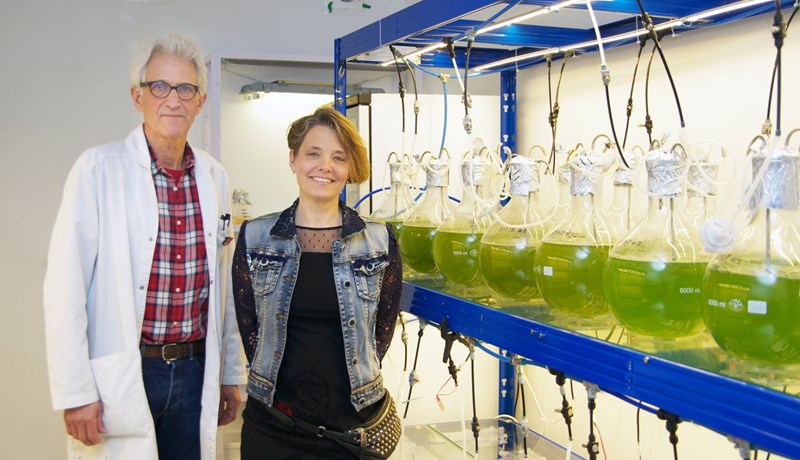 Þörungarækt gæti orðið næsta bylting í íslenskum landbúnaði