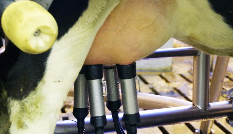 Fjöldi mjaltaþjóna nálgast 10.000