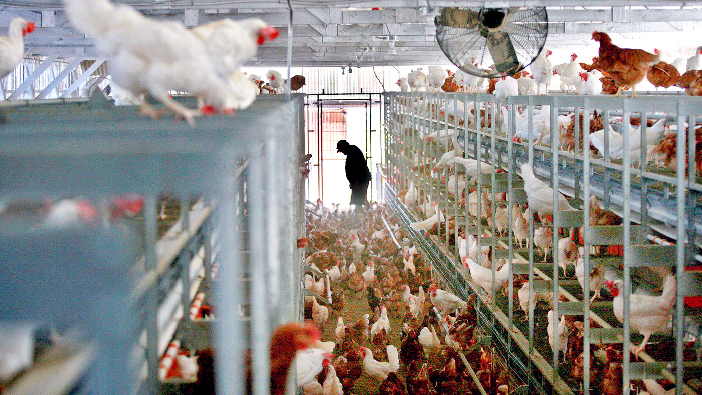 Framleiðsla „ráphænsnaeggja“ í Bretlandi í hættu vegna offramleiðslu