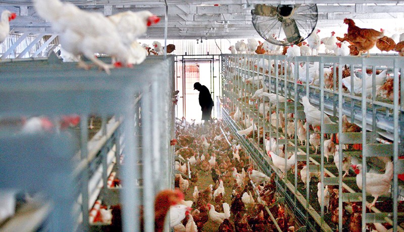 Framleiðsla „ráphænsnaeggja“ í Bretlandi í hættu vegna offramleiðslu