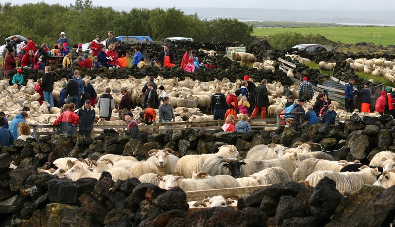 Íslensk sauðfjárrækt og kolefnisspor