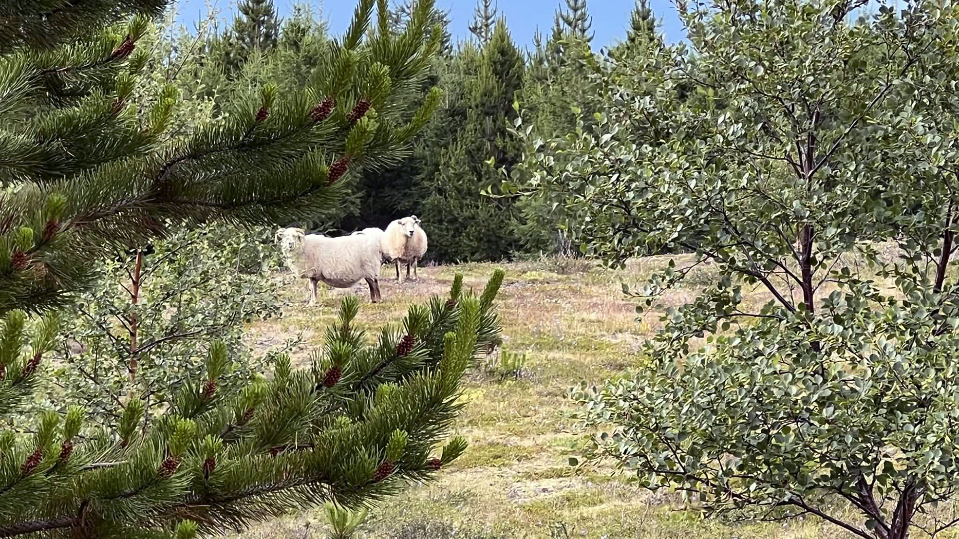 Fornleifar og skógrækt