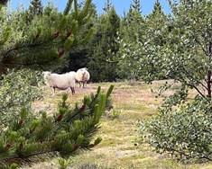 Fornleifar og skógrækt