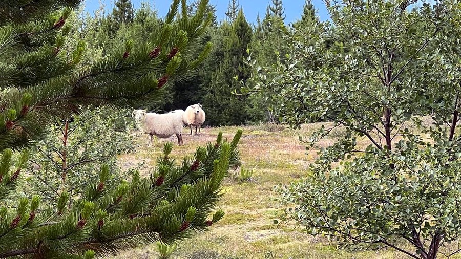 Á Íslandi hefur gróðurframvinda aldrei náð sér almennilega á strik eftir að maðurinn fór að skipta sér af. Ef nytjaskógrækt hefði hafist fyrr á íslandi væri vel fyrir íslenskum fornleifafræðingum komið því minjarnar væru vafalítið enn veglegri og merkilegri. 