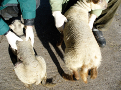 Mynd 2: Jafnaldra lömb. Minna lambið vinstra megin er með hníslasótt, skitu og vaxtarskerðingu en stærra lambið hægra megin er heilbrigt.