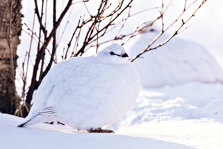 Fleiri rjúpnaveiðidagar á stærri veiðistofn