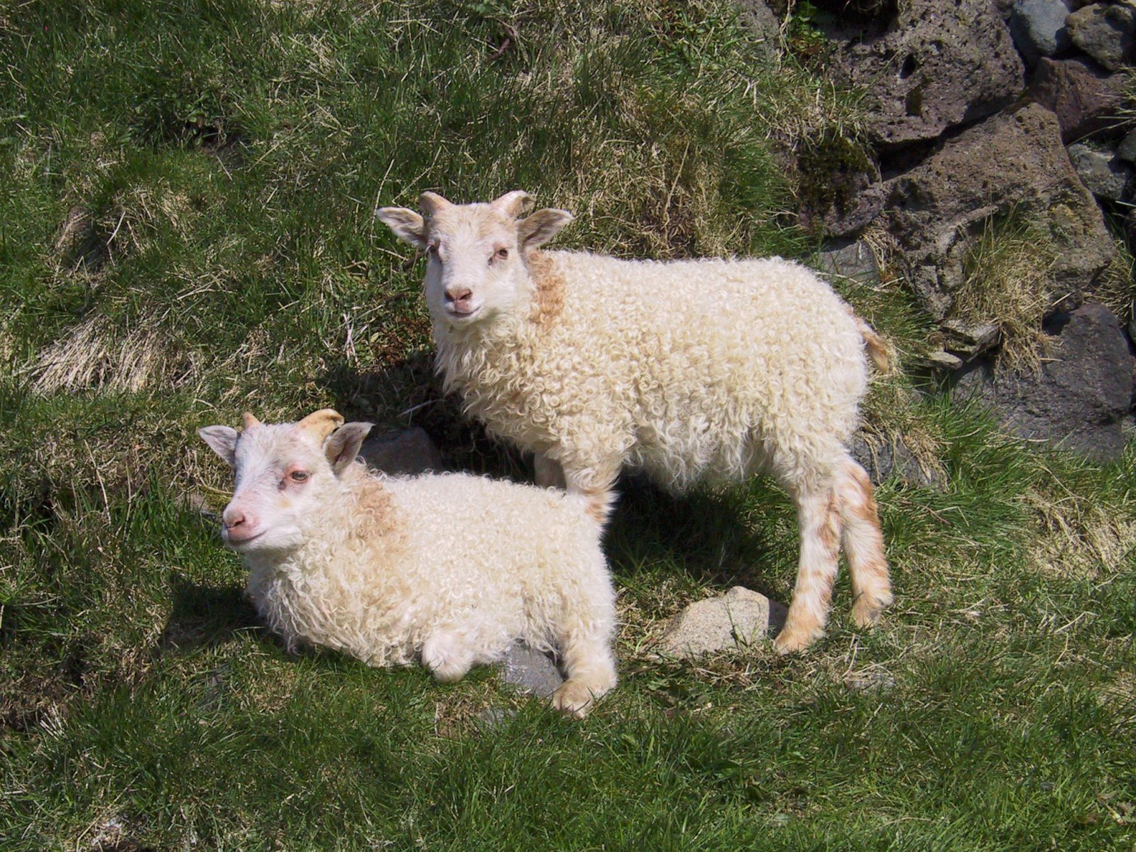 Hvatning til að flýta fengitíma