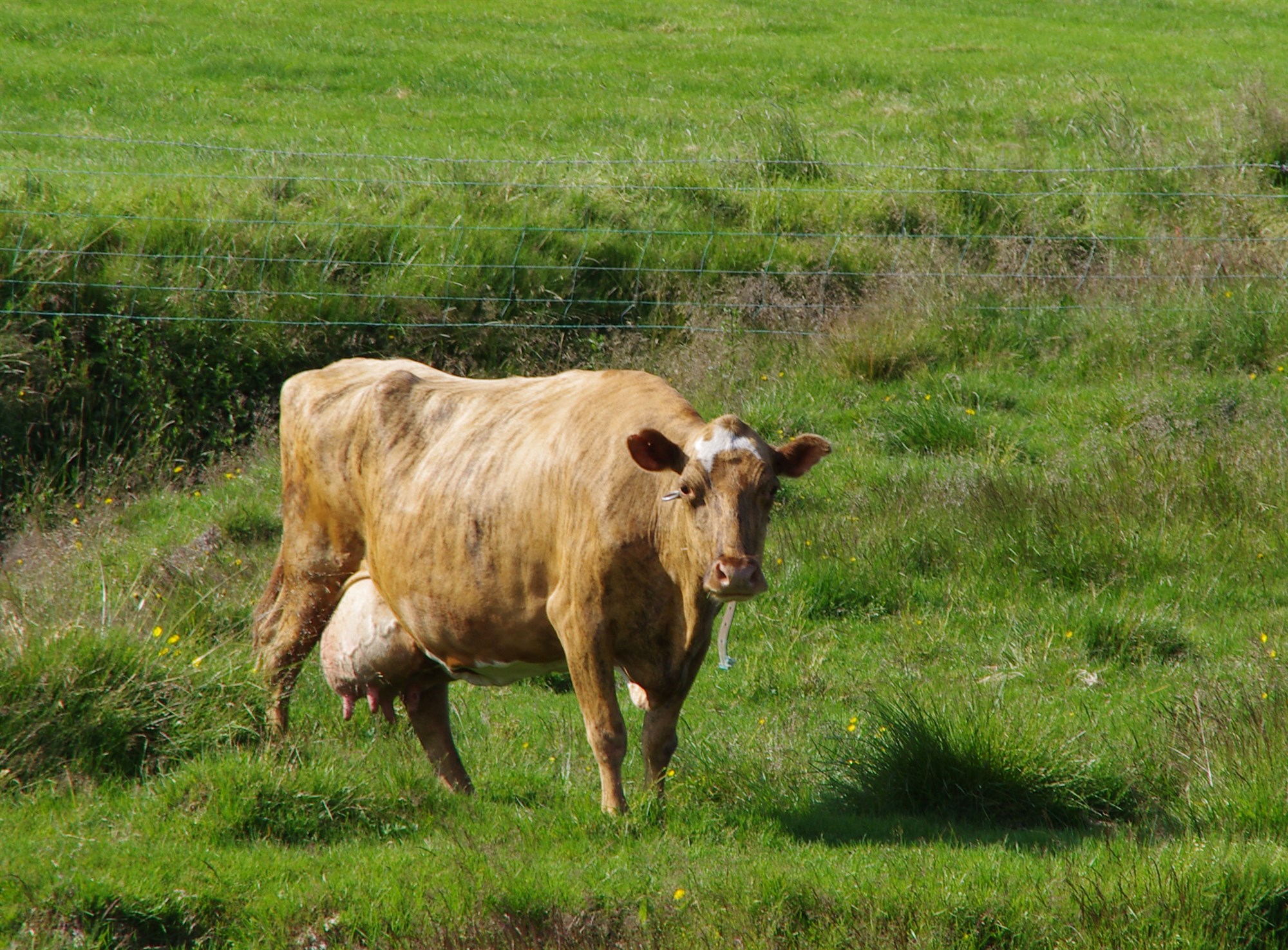 Skyldleikarækt og erfðabreytileiki í íslenska kúastofninum