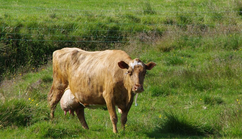 Skyldleikarækt og erfðabreytileiki í íslenska kúastofninum