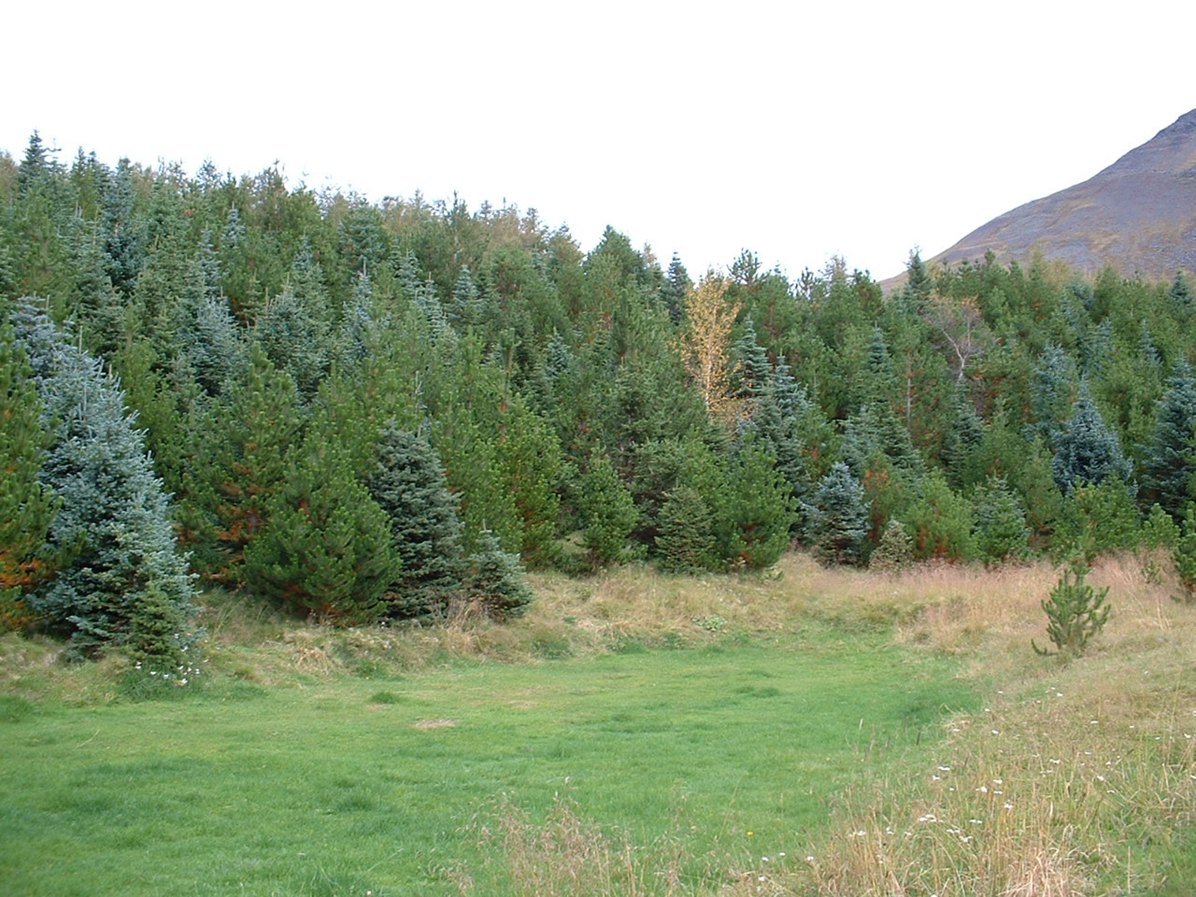 Aukin framlög til skógræktar og landgræðslu skapa mikil tækifæri fyrir bændur