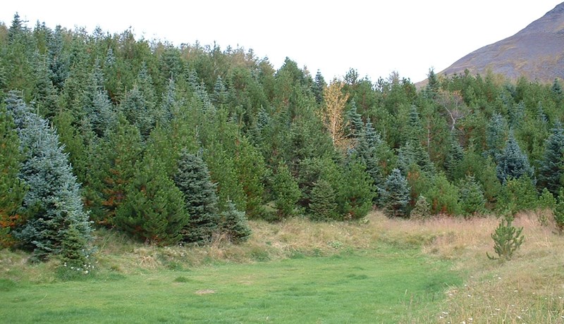 Þróun framlaga til skógræktar á lögbýlum