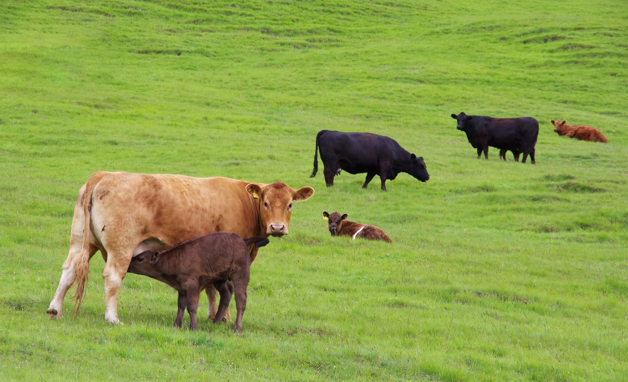 Þörf á verulegu átaki ef framleiðsla nautakjöts með holdakúm á að verða arðbær hérlendis