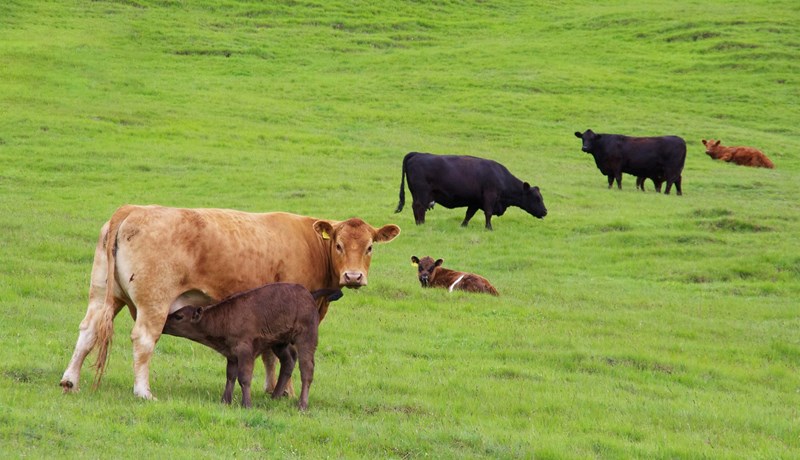 Þörf á verulegu átaki ef framleiðsla nautakjöts með holdakúm á að verða arðbær hérlendis