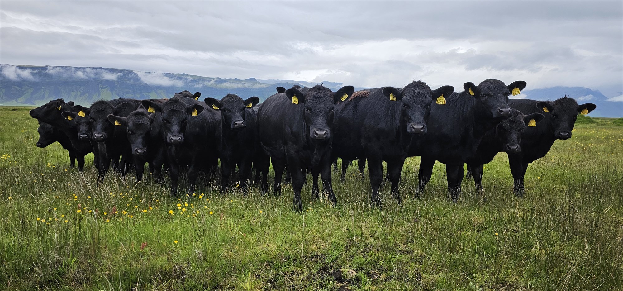 3.750 holdakýr eru í landinu