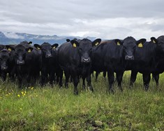 3.750 holdakýr eru í landinu