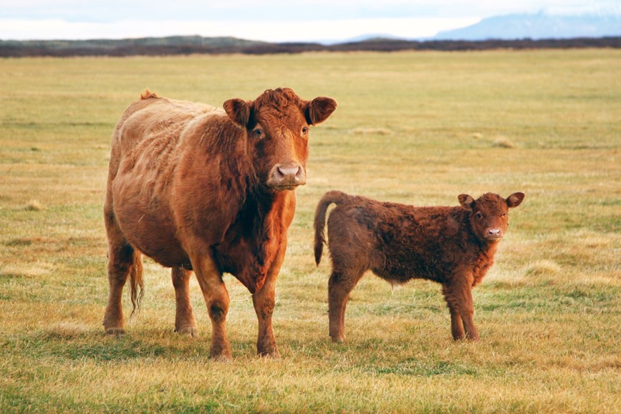 Falleg mynd af holdakú og kálfi.