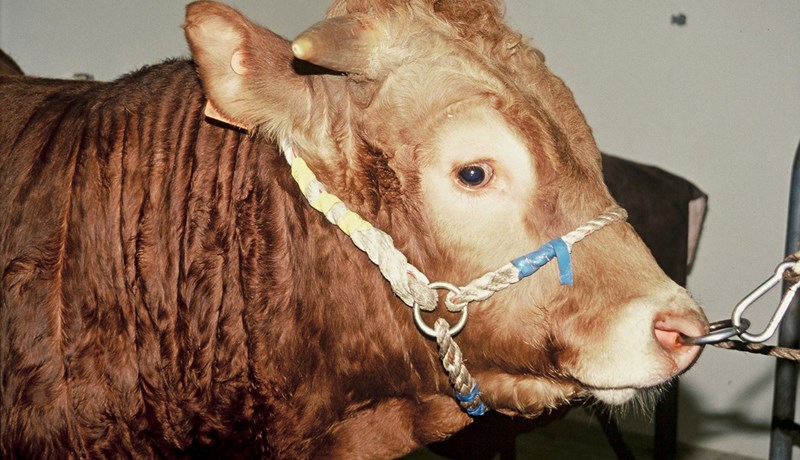 Innflutningur á erfðaefni holdanautagripa heimilaður