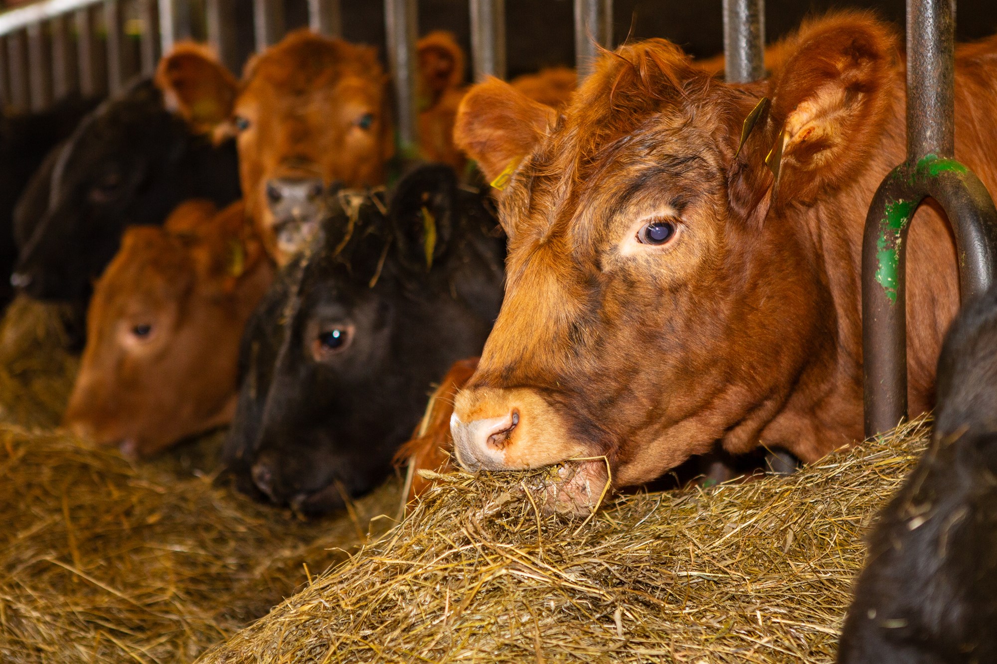 Ungneyti með mestan vöxt á árinu 2024