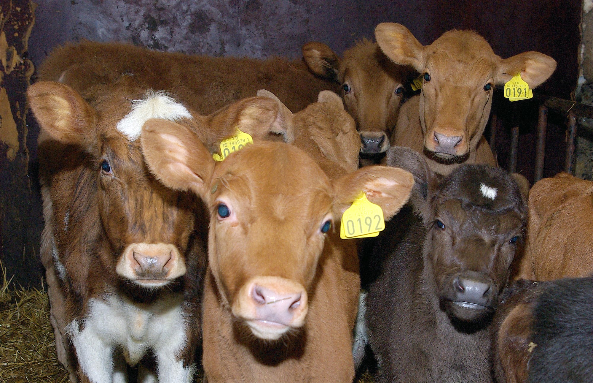 Andleg vanlíðan og streita er algeng meðal dýralækna 