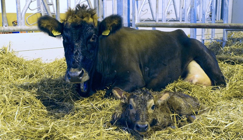 Æskilegt er að bændur mæli broddmjólkurgæðin