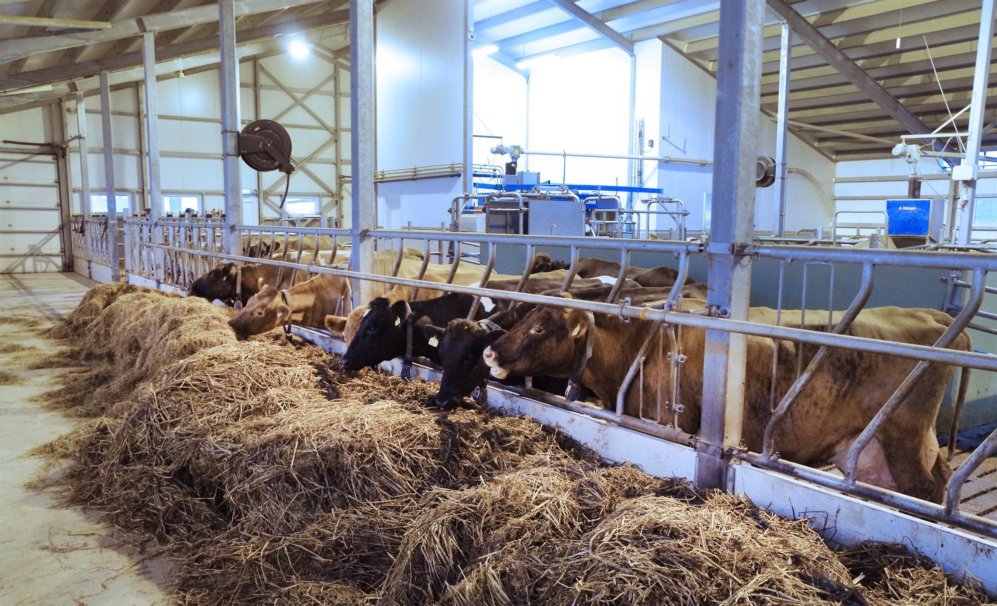 Kýrnar eiga ekki að gera fóðuráætlunina sjálfar