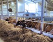 Kýrnar eiga ekki að gera fóðuráætlunina sjálfar