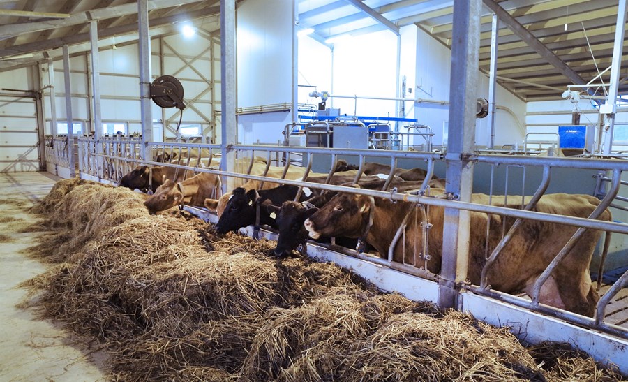 Þegar kýr eru fóðraðar má í raun segja að bændurnir séu að fóðra örverur en ekki kýr. Þetta skýrist auðvitað af þeim milljörðum af örverum sem þrífast í meltingarvegi kúnna, sér í lagi í vömbinni þar sem þeirra hlutverk er að aðstoða eða sjá um niðurbrot svo fóðrið nýtist kúnni sem allra best. 