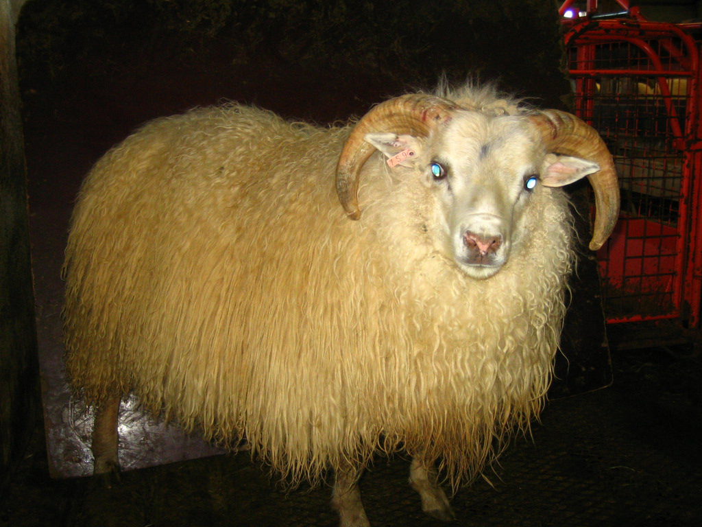 Hvað segja lambaskoðanir okkur um gæði sláturlambanna?