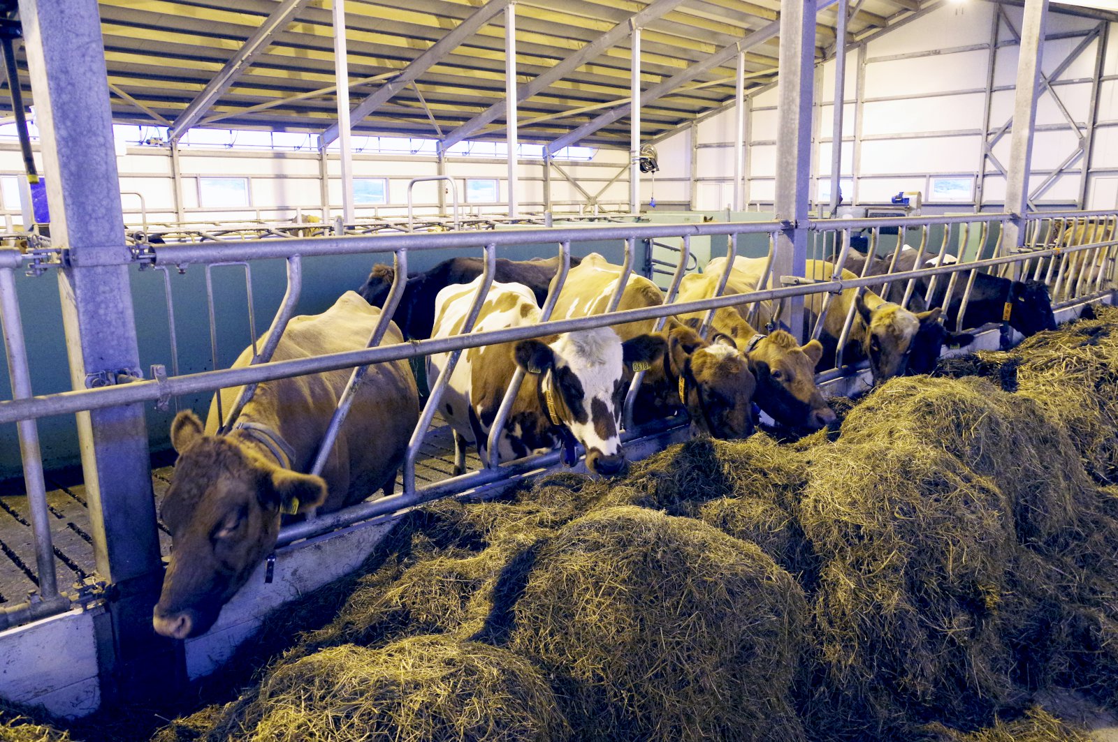 Lausagöngufjós algengasta fjósgerðin á Íslandi