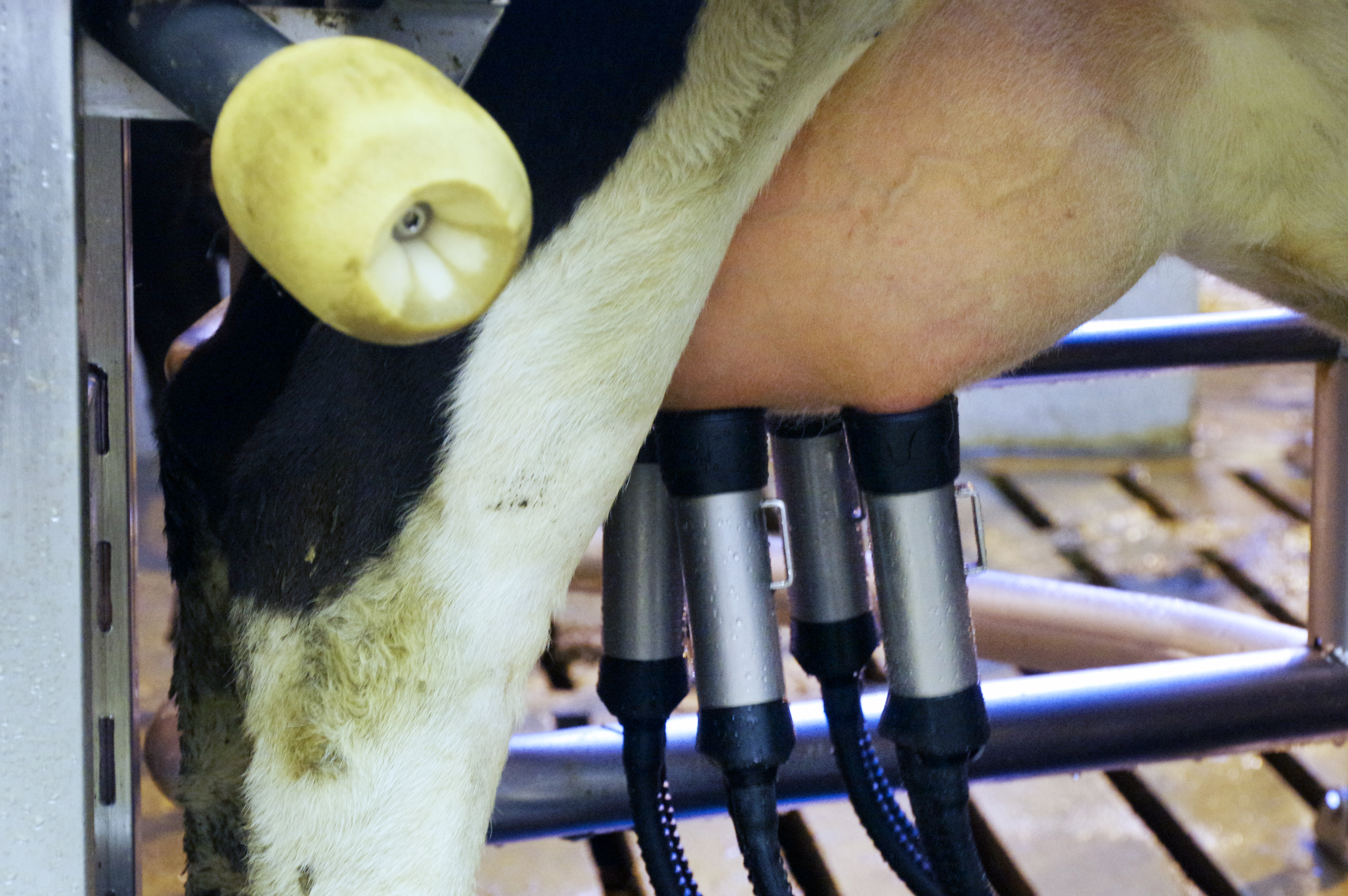 Hárri frumutölu fylgir bæði lægri nyt og slök fóðurnýting