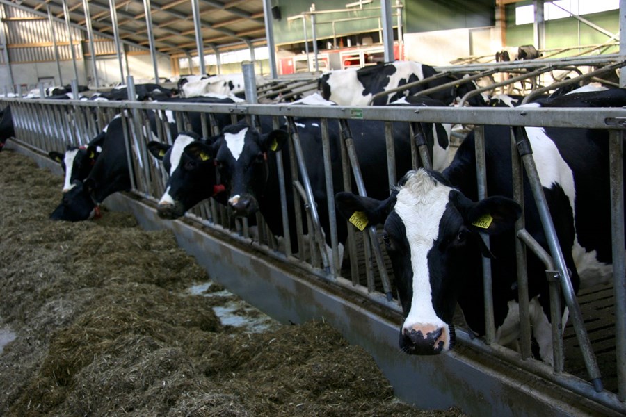 Örfá atriði um nautgripa­rækt í Hollandi