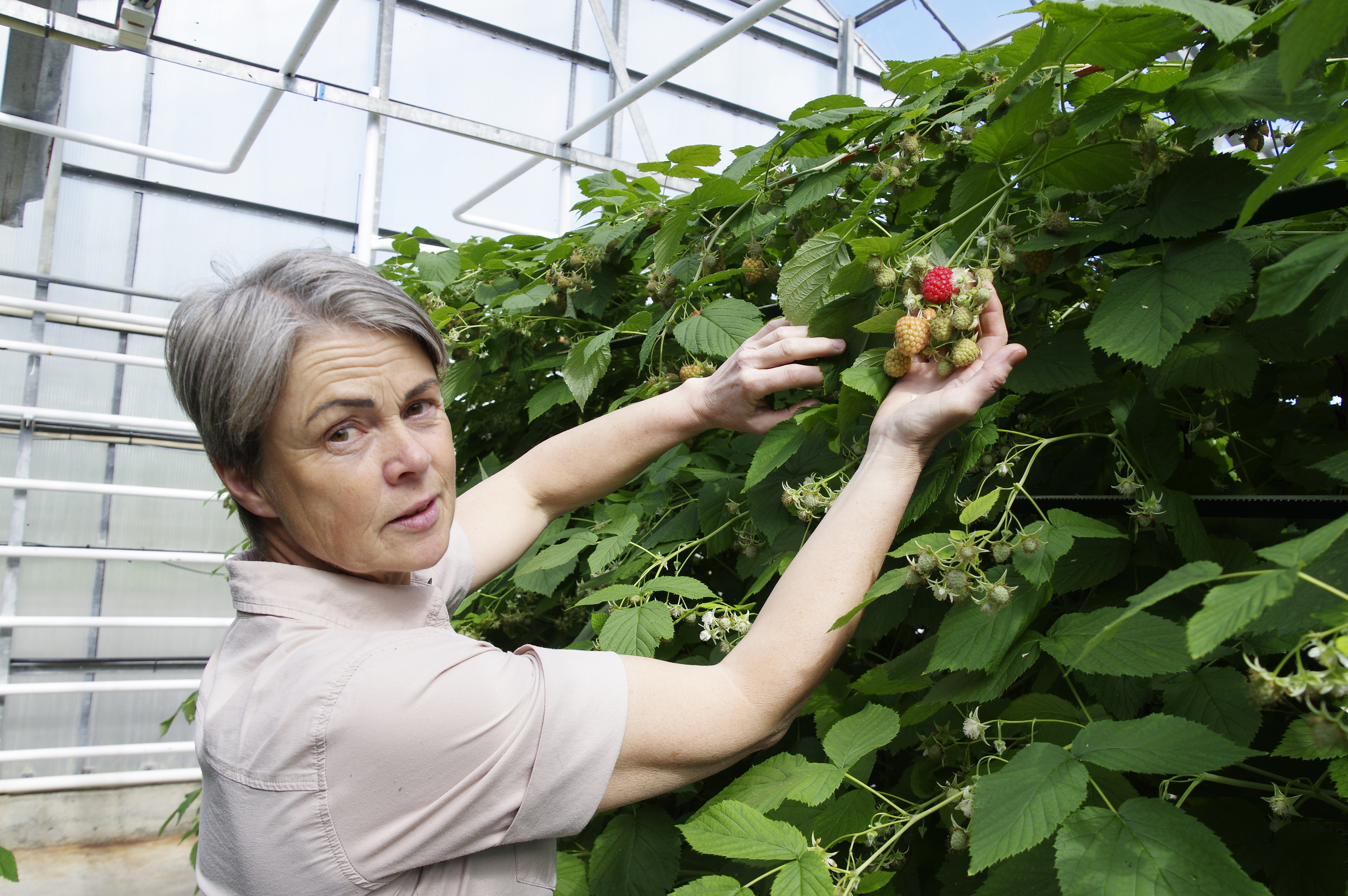 Framleiðir nú um eina milljón og eitt hundrað þúsund trjáplöntur á ári til skógræktar