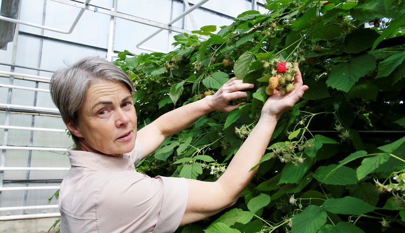Framleiðir nú um eina milljón og eitt hundrað þúsund trjáplöntur á ári til skógræktar