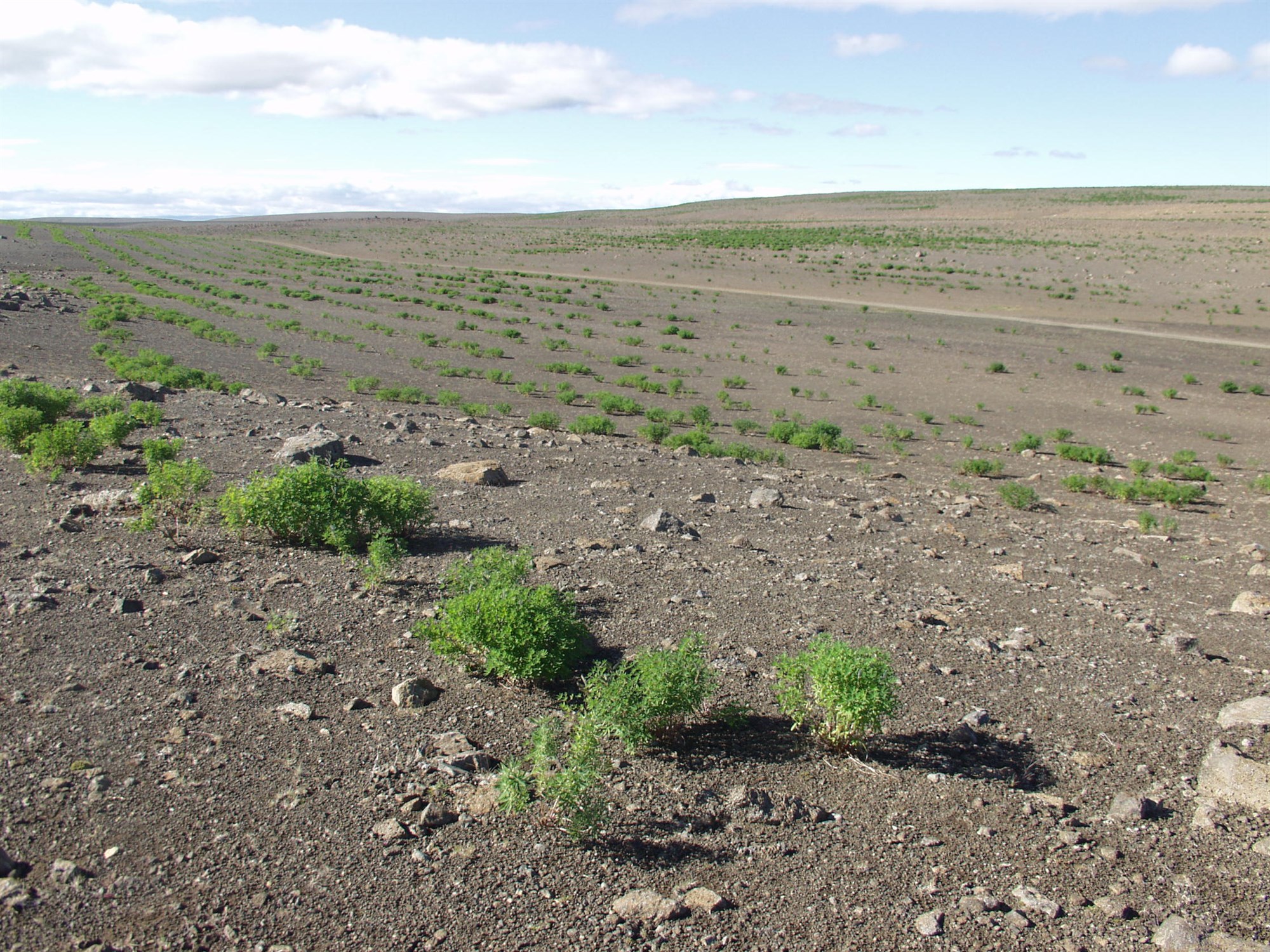 Lausnaorð vísnagátunnar er sandur