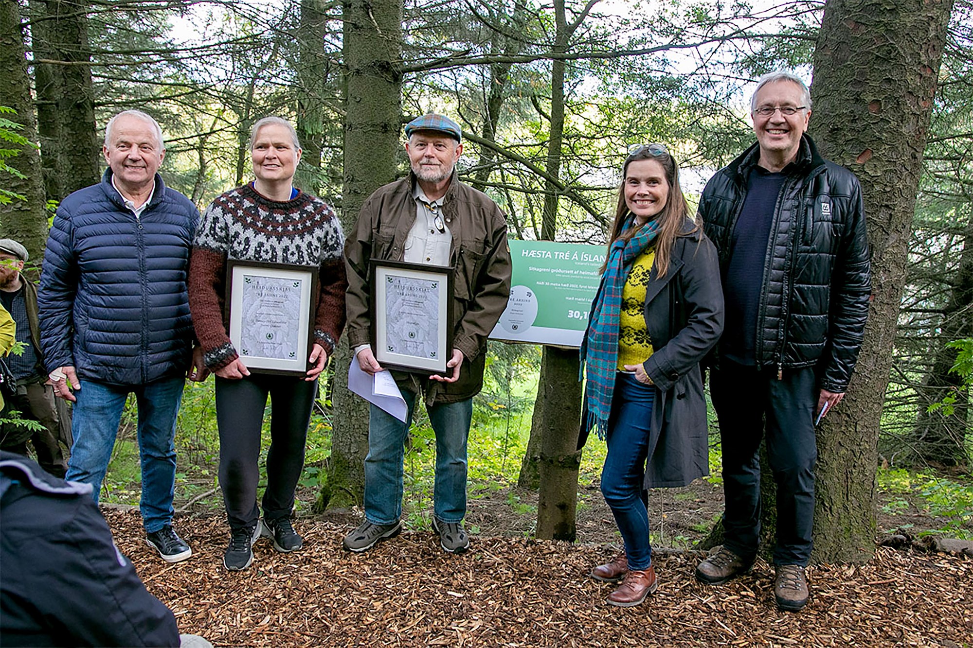 Sitkagreni er hæsta tré landsins