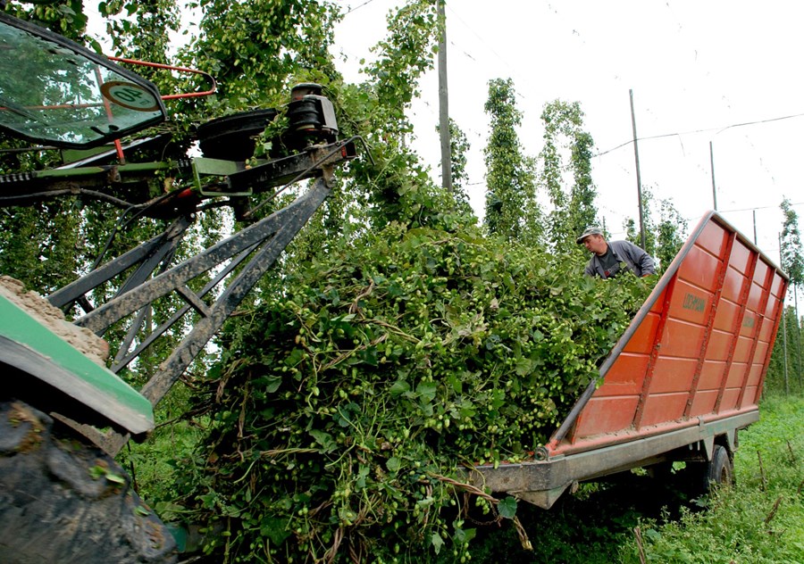 Útlit fyrir góða humaluppskeru á Bretlandseyjum