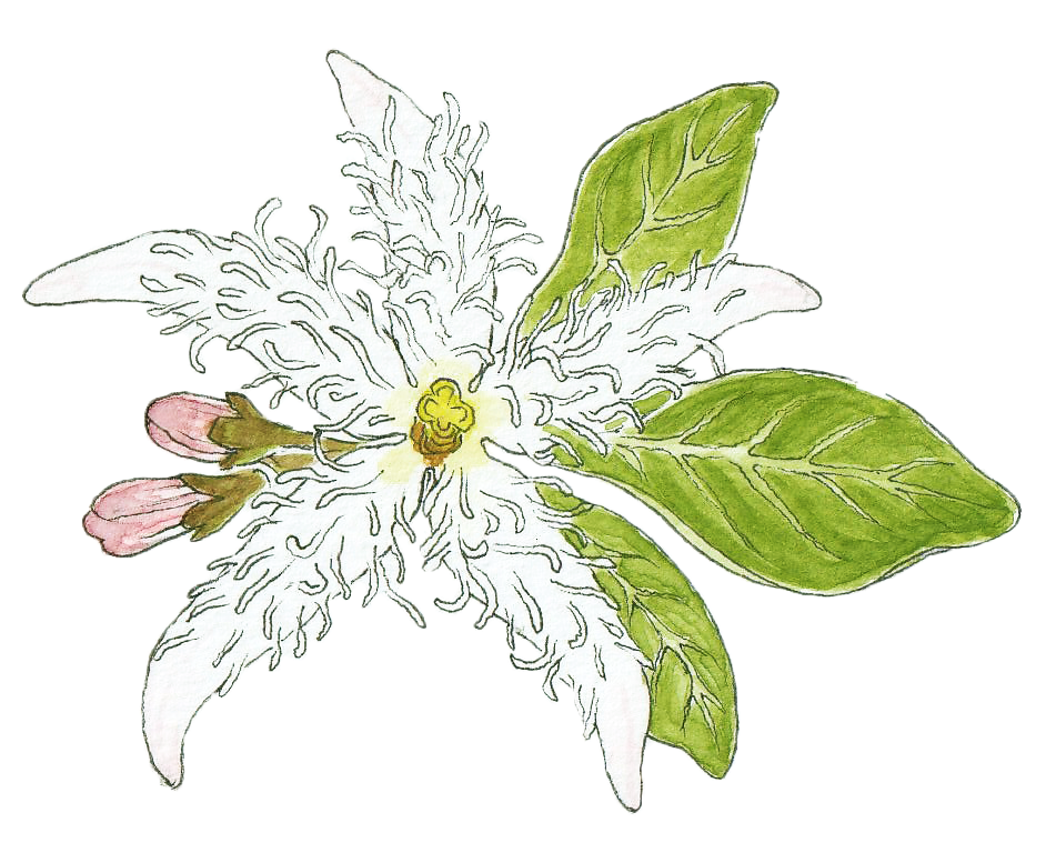 Hvers vegna að endurheimta íslenskar mýrar?