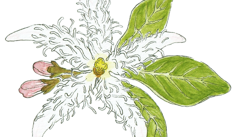 Hvers vegna að endurheimta íslenskar mýrar?