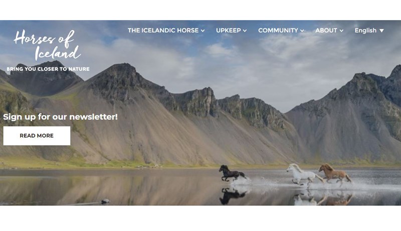 Meiri hrossaútflutningur á fyrri hluta ársins 2020 en í áratug