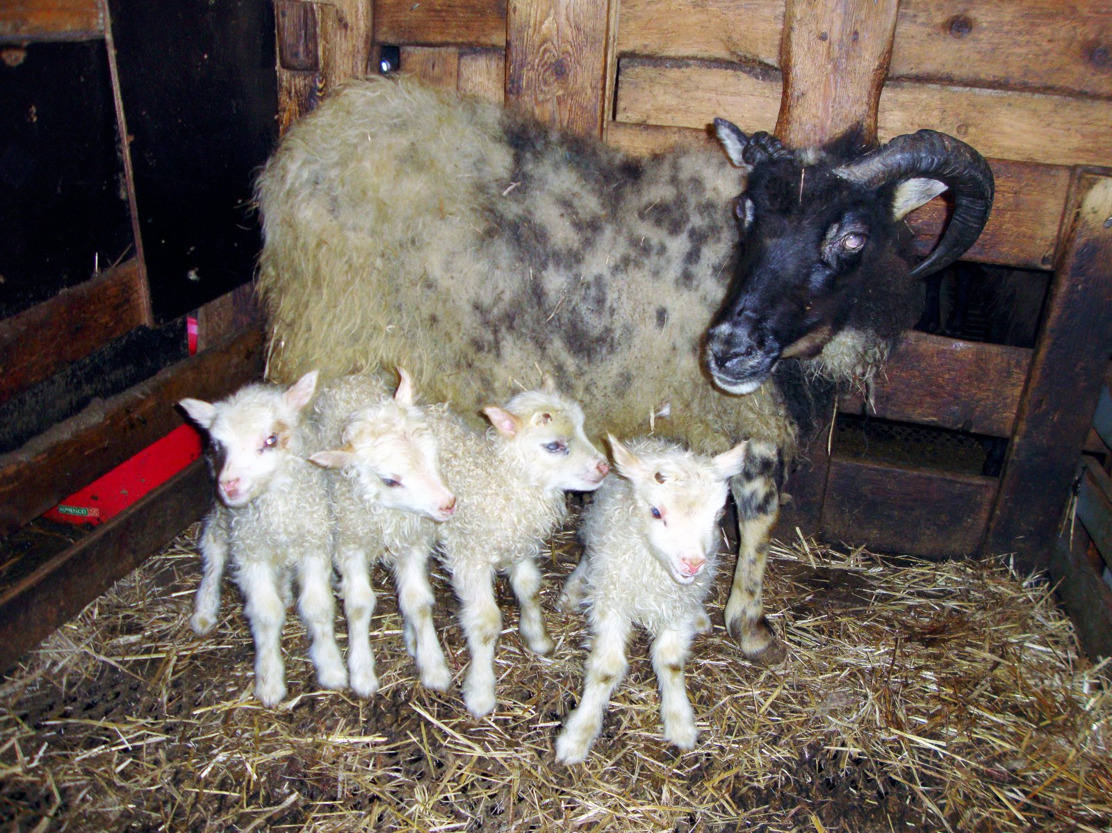 Höttubotna hefur borið 11 sinnum og samtals 36 lömbum