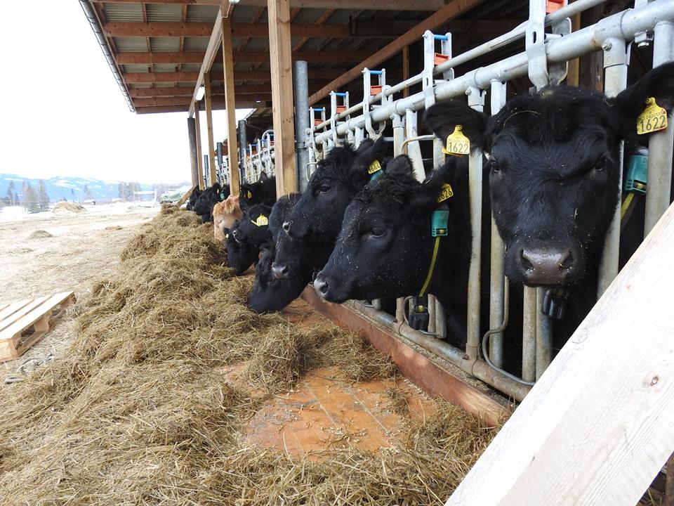 Fyrstu naut af nýjum stofni væntanleg í vor