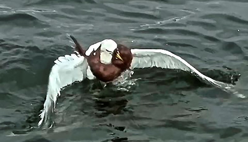 Skorar á yfirvöld að bregðast við óheftri útbreiðslu á villimink