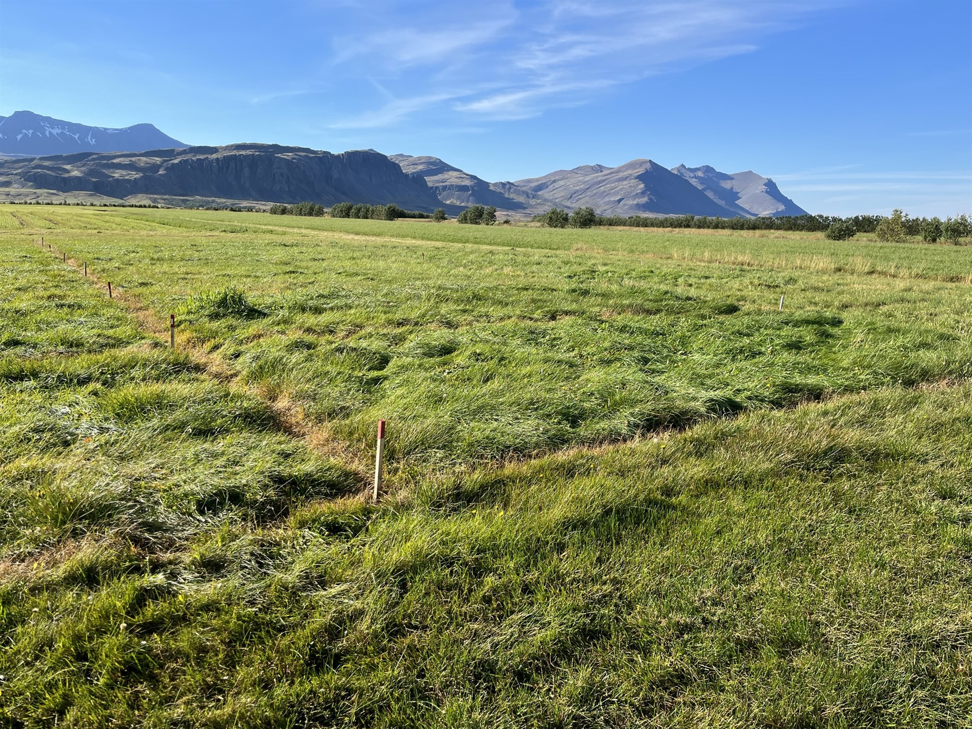 Vinnsla á próteini úr grasi