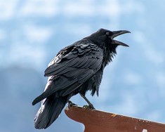 Ýmist elskaður eða hataður!