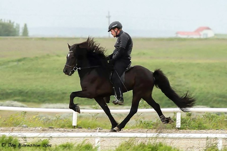 Hrafn frá Efri-Rauðalæk er með hæstu aðaleinkunn kynbótahrossa inn á Landsmót í ár, 8,84. Knapi er Daníel Jónsson.