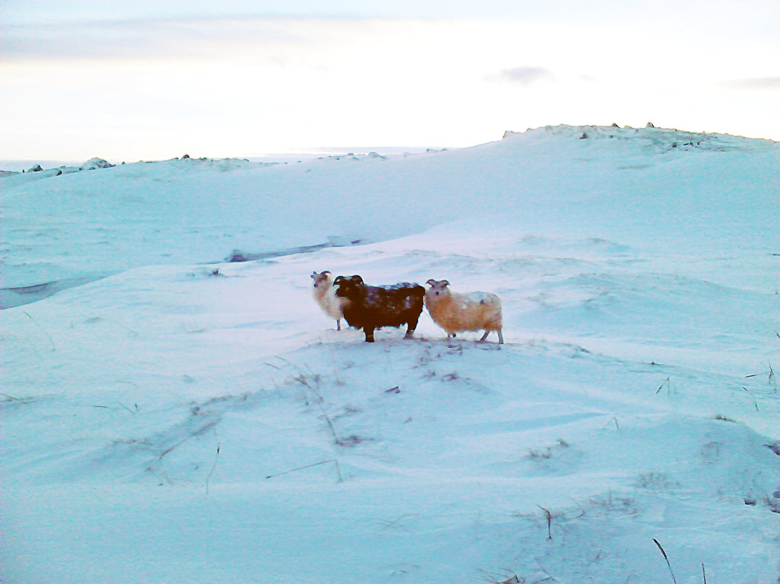 Möguleikar á framtíðarstuðningi við sauðfjárrækt skoðaðir