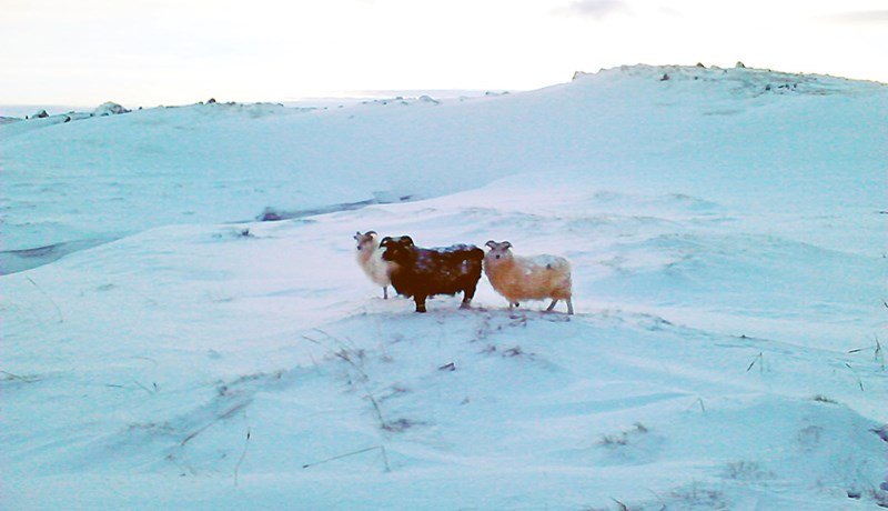 Möguleikar á framtíðarstuðningi við sauðfjárrækt skoðaðir
